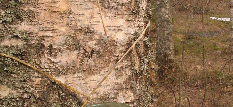 Vitamin dari hutan: apa yang berguna untuk getah birch