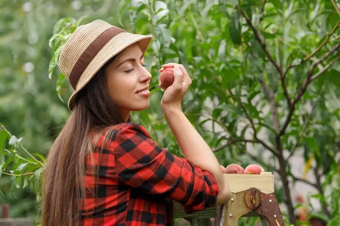 The effect of peach on the human body