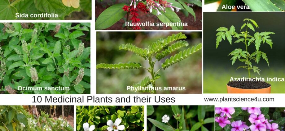 10 Ayurvedic plants you need to know for better health