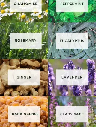 10 essential oils to fight back pain