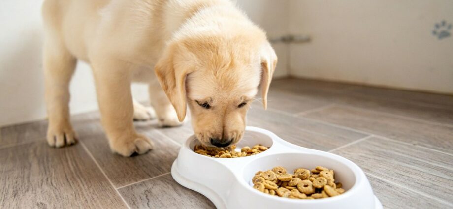 10 voedingsmiddelen die u uw huisdier nooit mag voeren