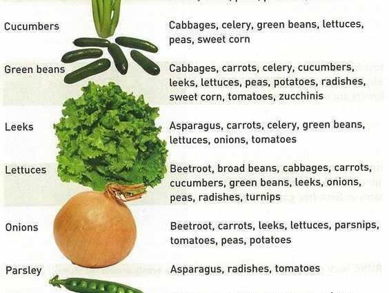 10 fruits and vegetables to give your dog