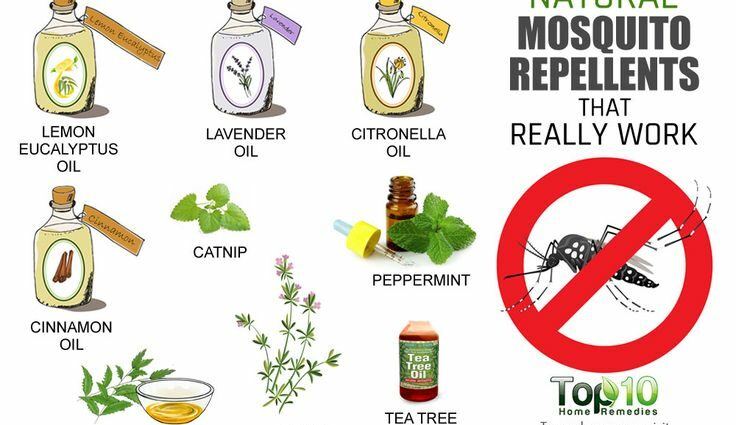 10 remédios naturais repelentes de mosquitos