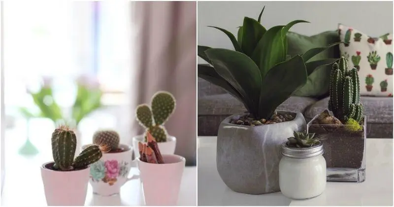 10 plants that drive bad energy out of your home