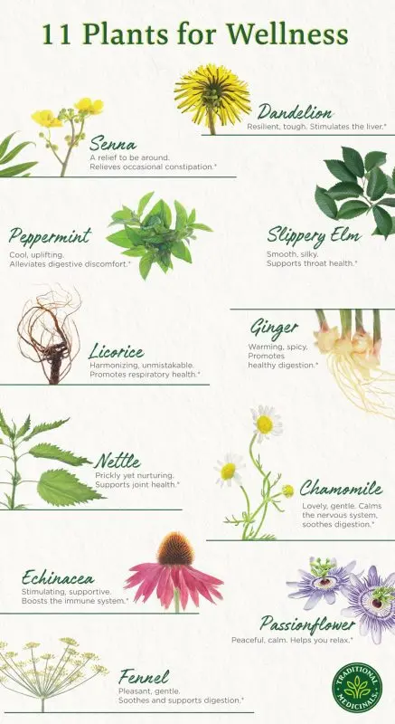 10 plants to aid digestion