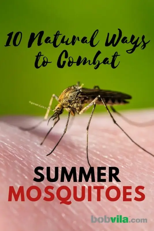 10 popular ways to fight mosquitoes