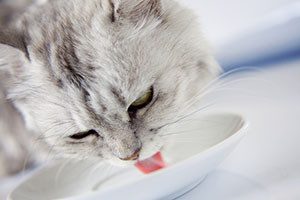 10 signs that your cat is sick