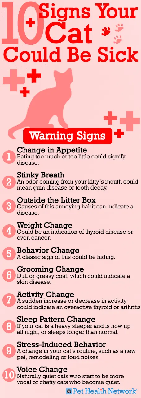 10 signs that your cat is sick