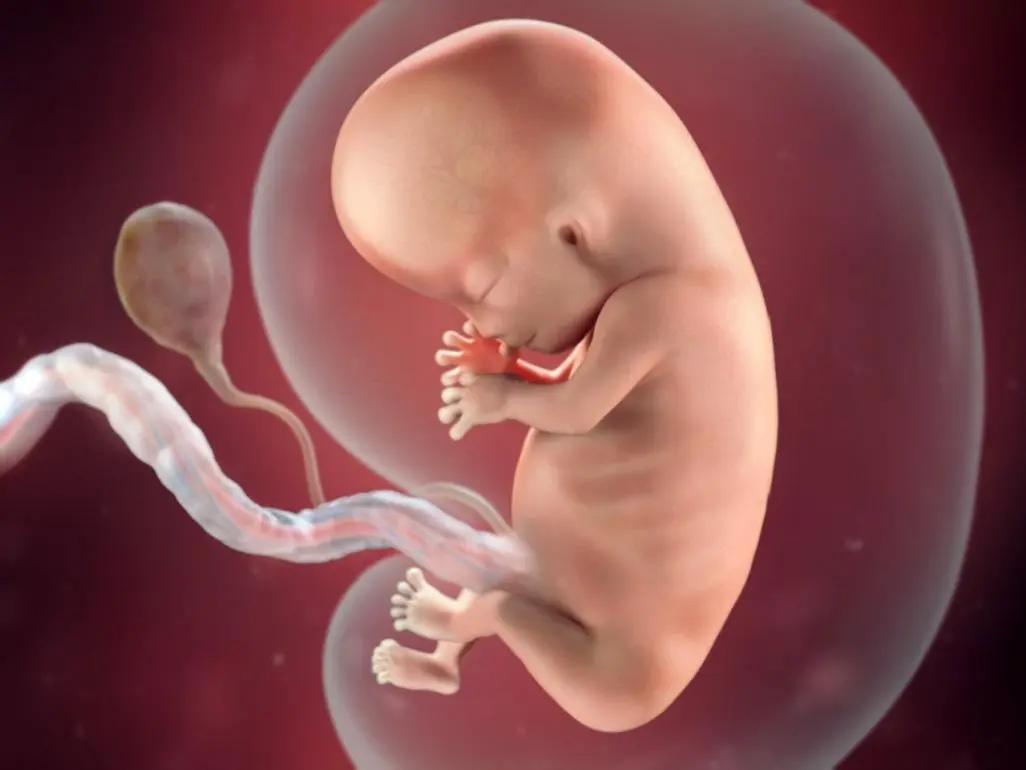 10 week of pregnancy: what happens to the baby, mother, fetal development, belly