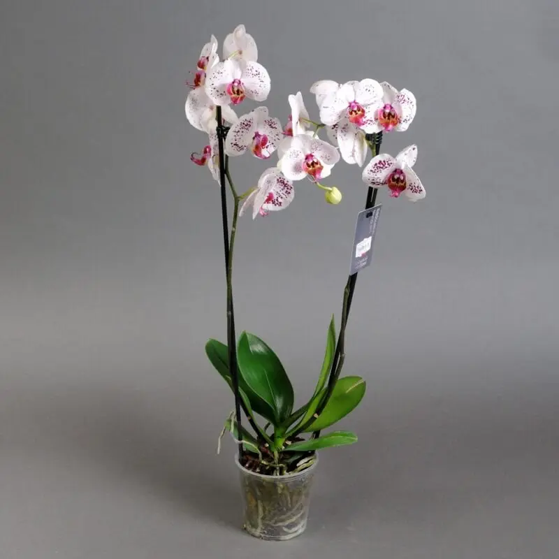 100 incredibly beautiful home grown orchids