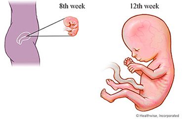 10ste week van swangerskap (12 weke)