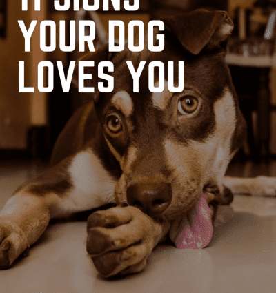 11 Signs Your Dog Loves You