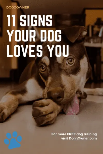 11 Signs Your Dog Loves You