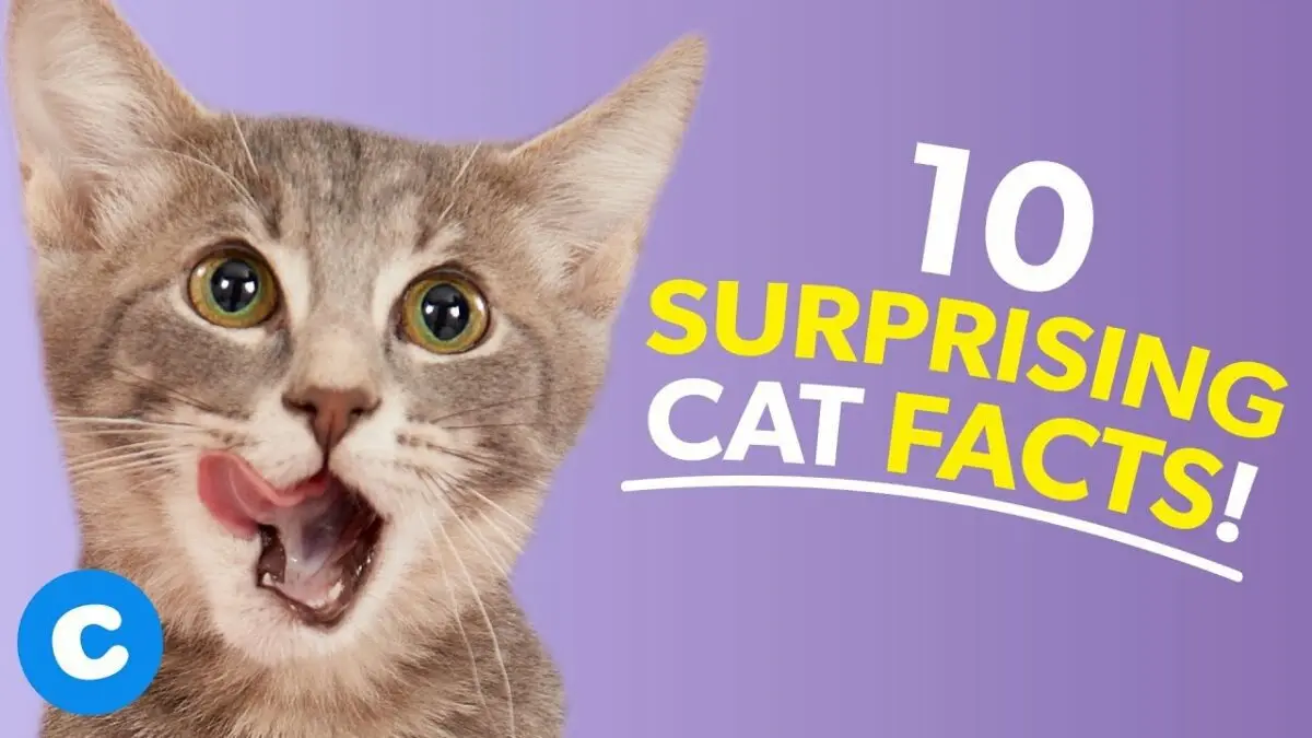 12 facts about cats that few people know