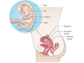 12 semaines de grossesse : qu'arrive-t-il au bébé, ventre, développement, norme