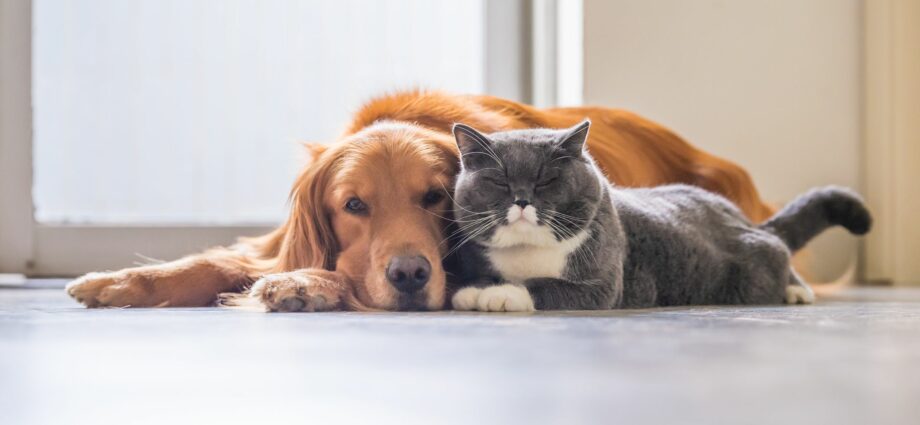 13 Dog Breeds That Get On Well With Cats