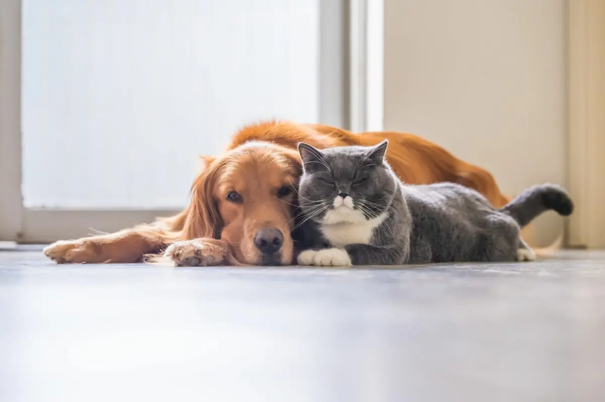 13 Dog Breeds That Get On Well With Cats