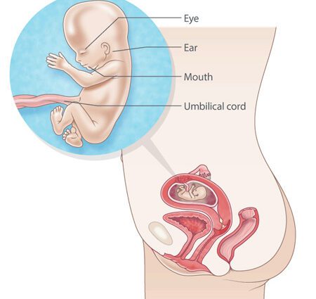 11th week of pregnancy (13 weeks)