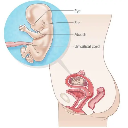 13th week of pregnancy (15 weeks)