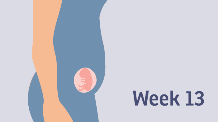 13th week of pregnancy: what happens to the baby, mom, how many months is it