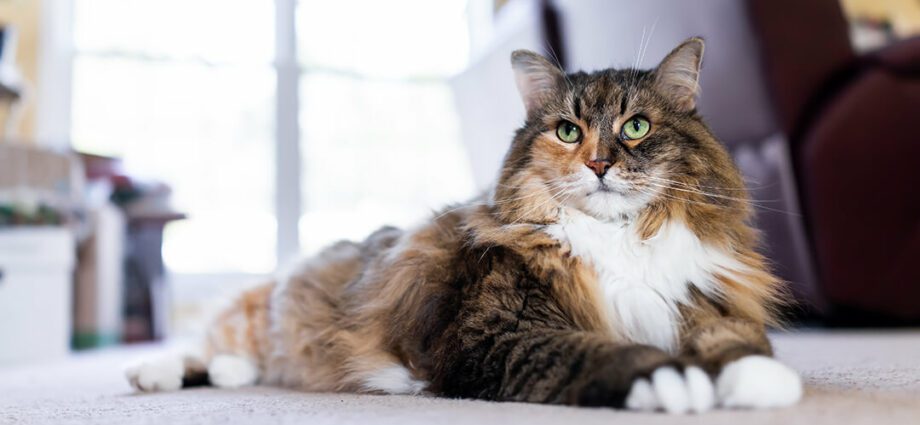 14 Facts About Cats That Are Really False