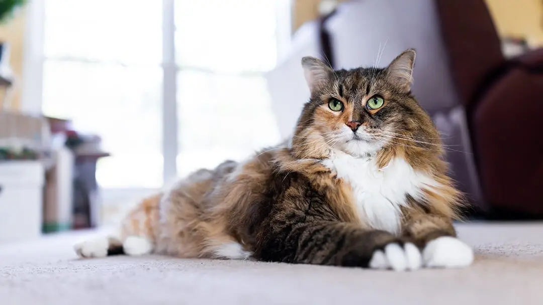 14 Facts About Cats That Are Really False