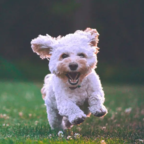 15 Dog Breeds That Do Not Shed