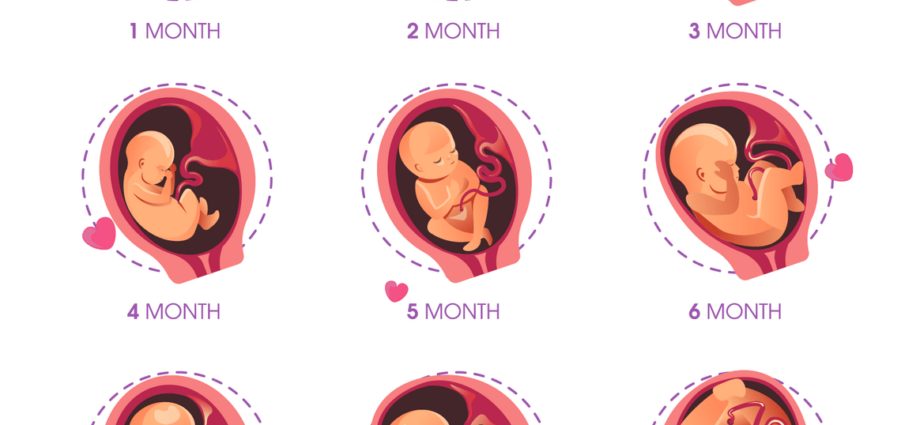 गर्भधारणेचा 15 वा आठवडा (17 आठवडे)