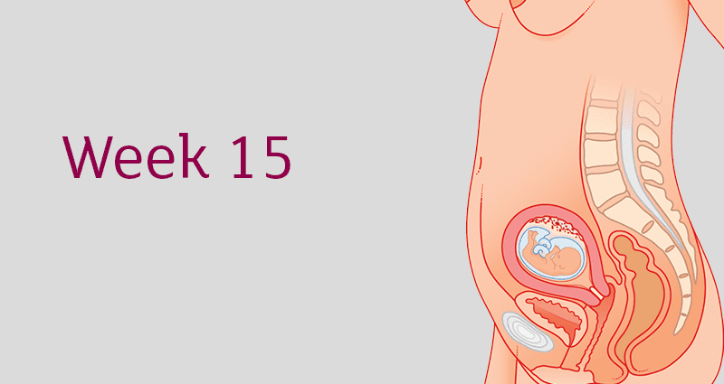 15th week of pregnancy: what happens to the baby, mother, fetus, sensations, belly