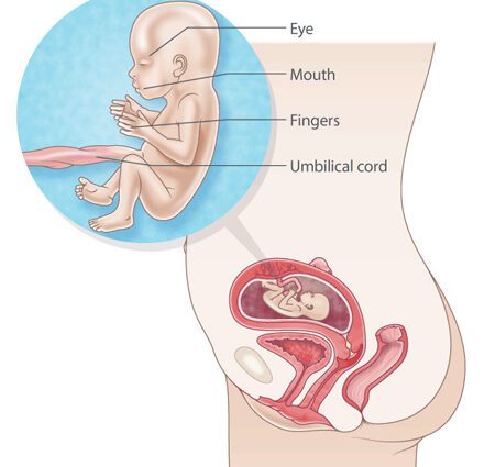 怀孕 17 周：描述婴儿、母亲的情况