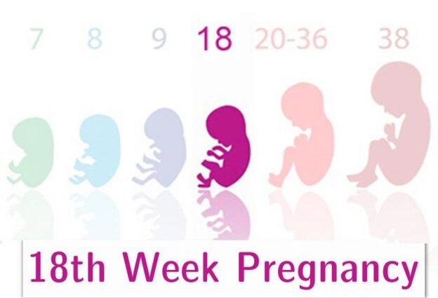 18 week of pregnancy: what happens to the baby, mother, sensations, movements