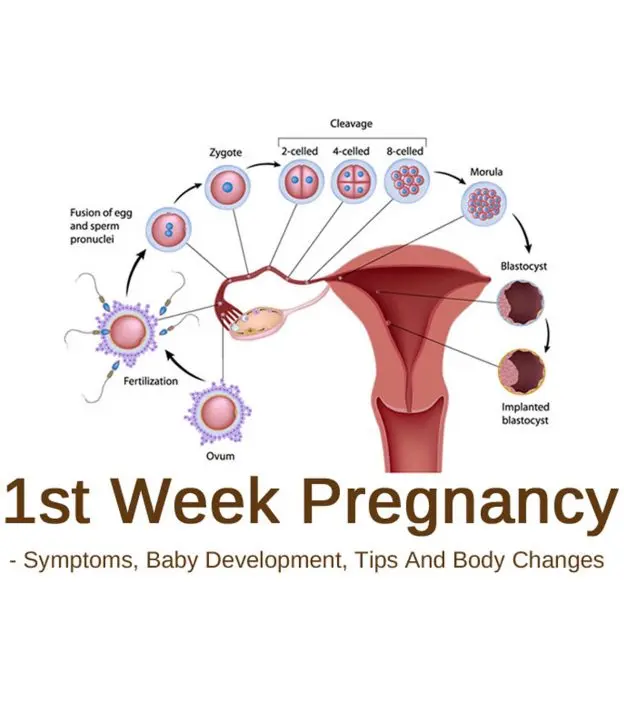 1st week of pregnancy