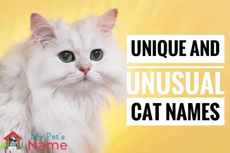 20 cat names with unusual meanings