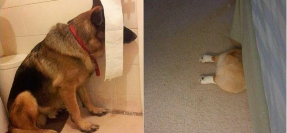 20 Pets Who Think They Have A Human