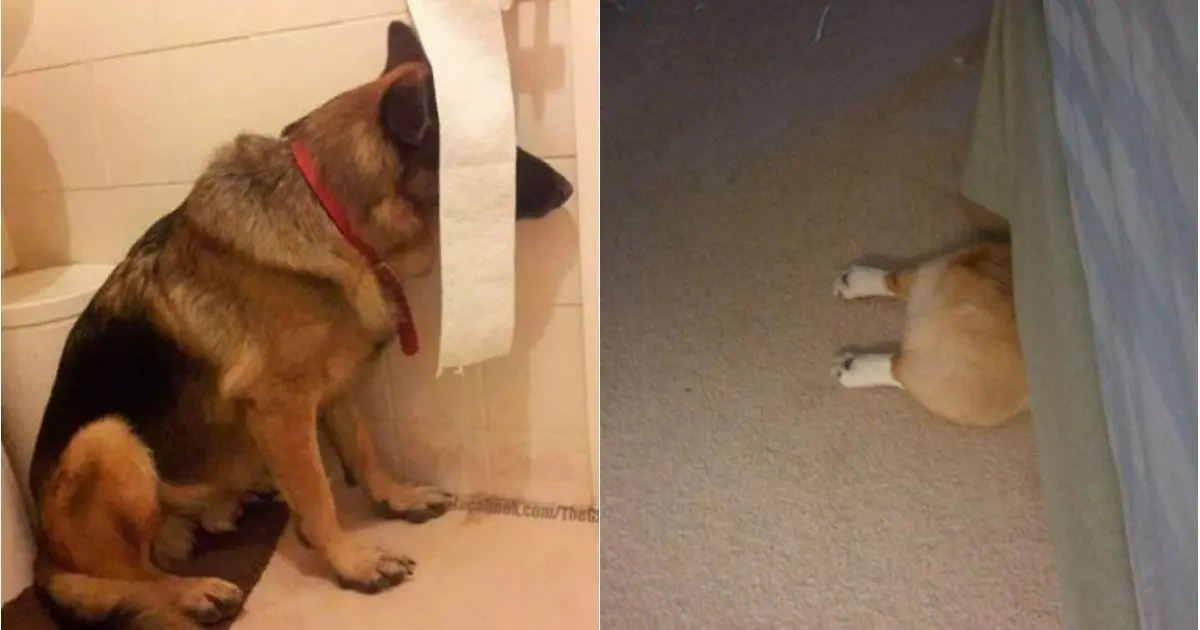 20 Pets Who Think They Have A Human