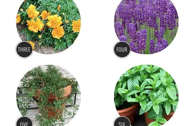 20 plants that repel pests from the garden