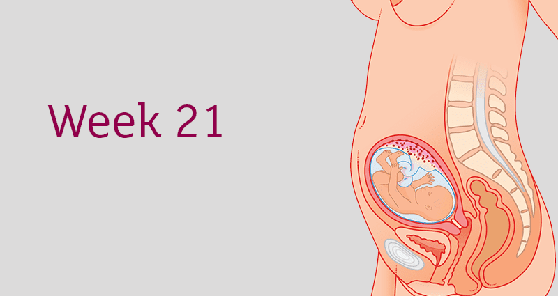 21 semanas de embarazo: que le sucede al bebé, a la madre, al movimiento fetal