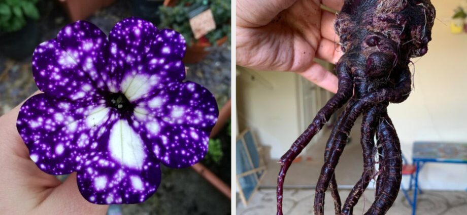 22 plants that look like aliens from another planet