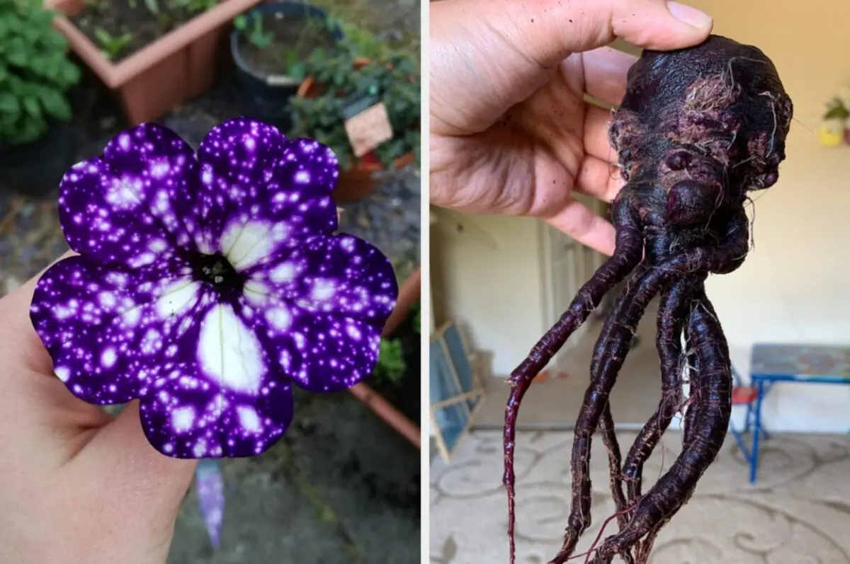 22 plants that look like aliens from another planet