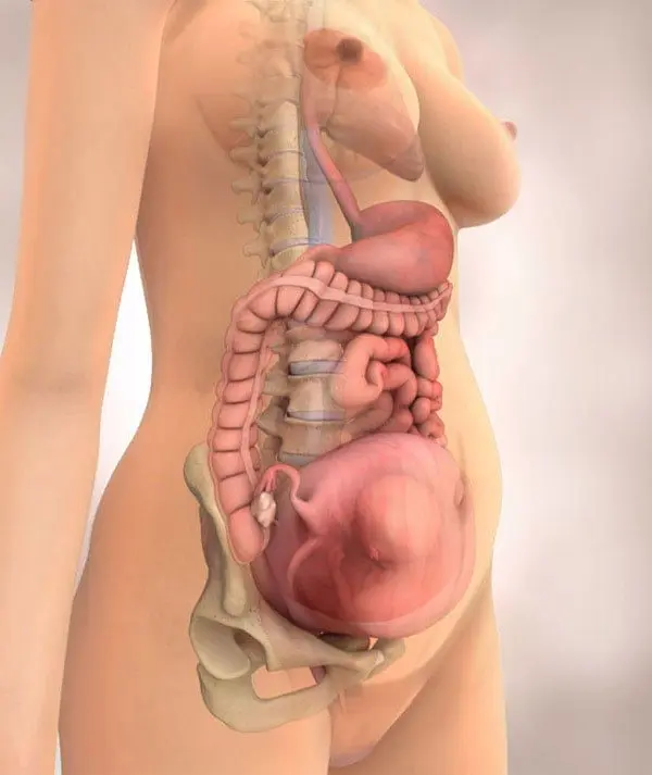 22 weeks pregnant: what happens to mom, development, belly