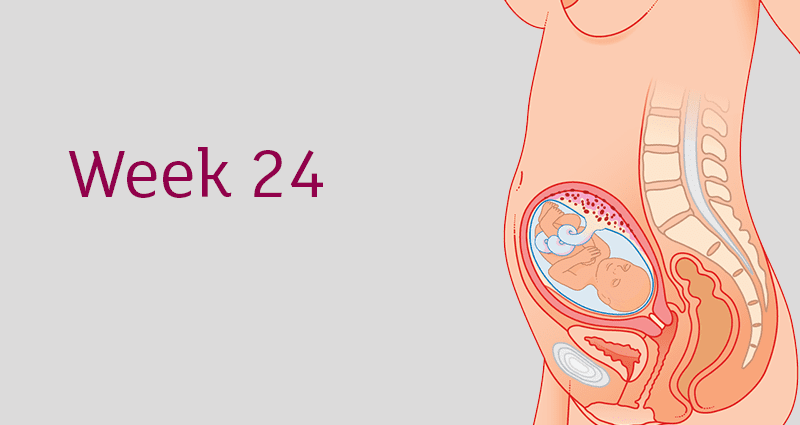 22a semana de embarazo (24 semanas)