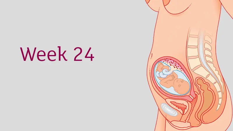 22th week of pregnancy (24 weeks)