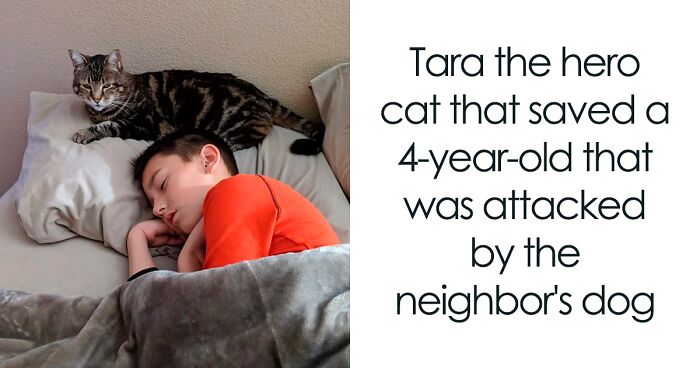 24 cats who surprised with their heroic deeds