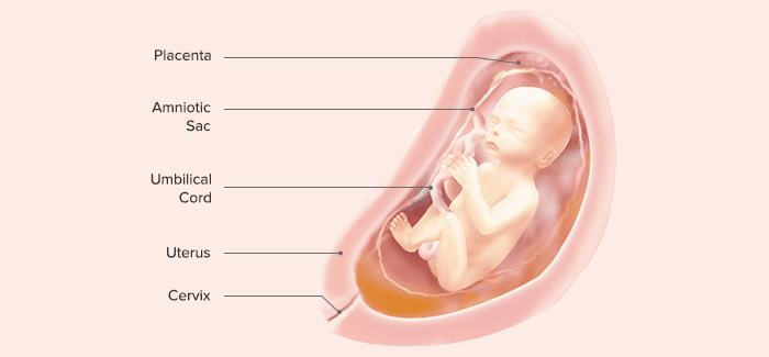गर्भावस्था का 24 वां सप्ताह: मां, बच्चे को क्या होता है, विकास, हलचल