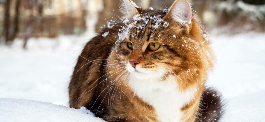 25 cats who are tired of winter even more than people