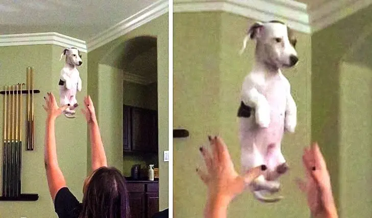 25 pets who had a bad day: photos