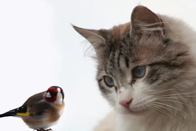 25 Proofs That Cats Are Fur Birds