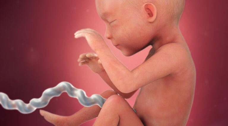 怀孕 25 周：婴儿、母亲、胎儿发育会发生什么