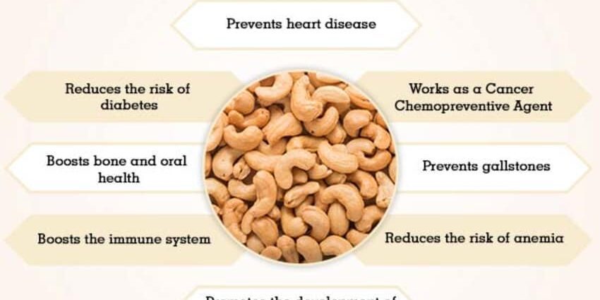 26 useful properties, 7 contraindications, application. The benefits and harms of cashews for the health of women, men, skin, hair