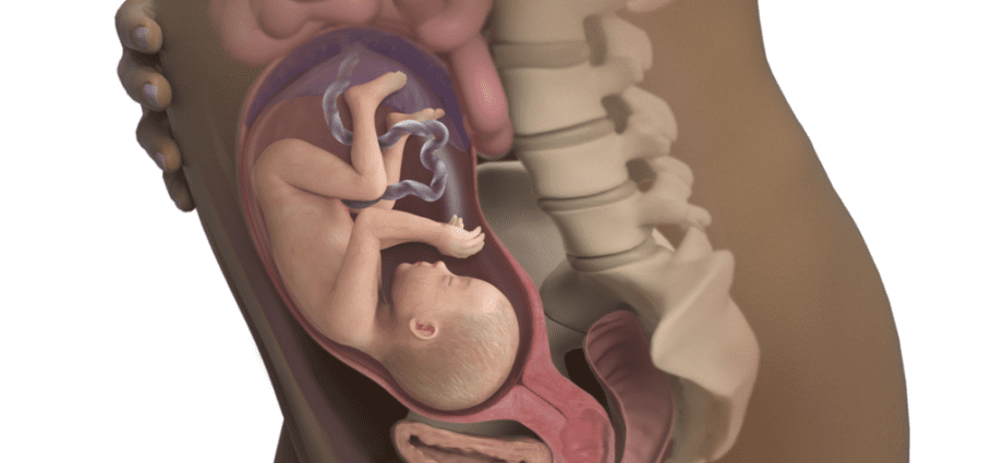 26 -та недела од бременоста: што се случува со бебето, со мајката, колку месеци